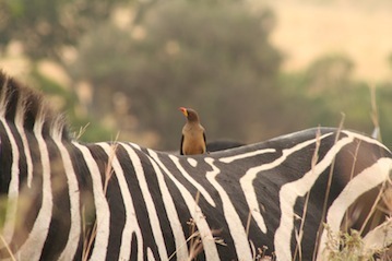 Safari from  Nairobi  to Kigali 